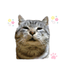 ねこちゃんまぁちゃんファミリー（個別スタンプ：40）