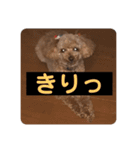 わんこの日常スタンプ ver.2（個別スタンプ：8）