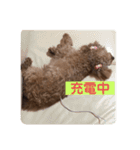 わんこの日常スタンプ ver.2（個別スタンプ：16）