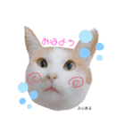 うちっちの猫スタンプ（個別スタンプ：1）