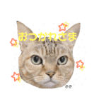 うちっちの猫スタンプ（個別スタンプ：3）