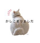うちっちの猫スタンプ（個別スタンプ：5）