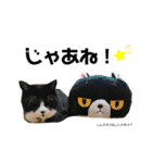 うちっちの猫スタンプ（個別スタンプ：6）