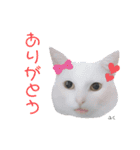 うちっちの猫スタンプ（個別スタンプ：7）