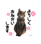 うちっちの猫スタンプ（個別スタンプ：8）