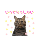 うちっちの猫スタンプ（個別スタンプ：9）
