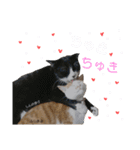 うちっちの猫スタンプ（個別スタンプ：11）