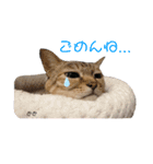 うちっちの猫スタンプ（個別スタンプ：13）