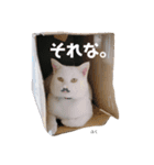 うちっちの猫スタンプ（個別スタンプ：16）