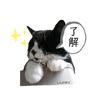 うちっちの猫スタンプ（個別スタンプ：19）