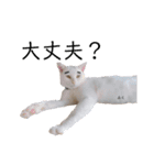 うちっちの猫スタンプ（個別スタンプ：23）