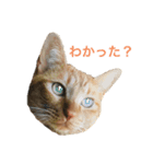 ささねこ（個別スタンプ：1）