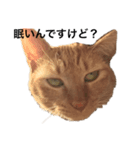 ささねこ（個別スタンプ：2）