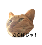 ささねこ（個別スタンプ：3）