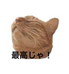 ささねこ（個別スタンプ：4）
