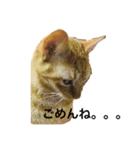 ささねこ（個別スタンプ：5）