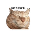ささねこ（個別スタンプ：7）
