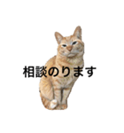ささねこ（個別スタンプ：8）