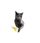 ニャンちゃんですよ。華麗なる家猫ライフ（個別スタンプ：1）