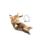 ニャンちゃんですよ。華麗なる家猫ライフ（個別スタンプ：2）