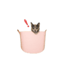 ニャンちゃんですよ。華麗なる家猫ライフ（個別スタンプ：4）
