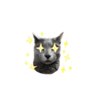 ニャンちゃんですよ。華麗なる家猫ライフ（個別スタンプ：12）