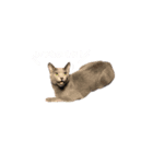 ニャンちゃんですよ。華麗なる家猫ライフ（個別スタンプ：13）