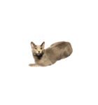 ニャンちゃんですよ。華麗なる家猫ライフ（個別スタンプ：14）
