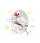 しろ文鳥のしろぴっぴ（個別スタンプ：1）