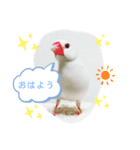 しろ文鳥のしろぴっぴ（個別スタンプ：2）