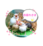 しろ文鳥のしろぴっぴ（個別スタンプ：3）