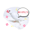 しろ文鳥のしろぴっぴ（個別スタンプ：4）