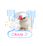 しろ文鳥のしろぴっぴ（個別スタンプ：5）