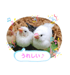 しろ文鳥のしろぴっぴ（個別スタンプ：6）