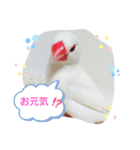 しろ文鳥のしろぴっぴ（個別スタンプ：8）