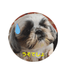 シーズーのリン（個別スタンプ：4）