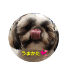 シーズーのリン（個別スタンプ：5）