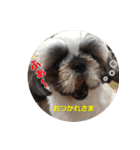 シーズーのリン（個別スタンプ：6）