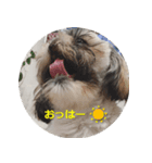 シーズーのリン（個別スタンプ：7）