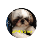 シーズーのリン（個別スタンプ：8）