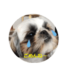 シーズーのリン（個別スタンプ：10）
