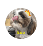 シーズーのリン（個別スタンプ：11）