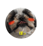 シーズーのリン（個別スタンプ：13）