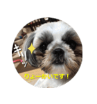 シーズーのリン（個別スタンプ：15）