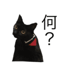 ずっくんほうちゃんぱっち（個別スタンプ：4）