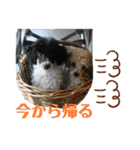 ずっくんほうちゃんぱっち（個別スタンプ：16）
