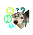 ずっくんほうちゃんぱっち（個別スタンプ：17）