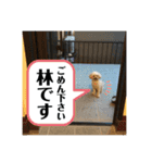 ずっくんほうちゃんぱっち（個別スタンプ：19）