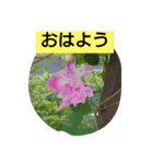 大きな文字  ＆                 シンプル（個別スタンプ：2）