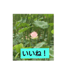 大きな文字  ＆                 シンプル（個別スタンプ：3）
